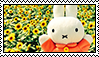 miffy